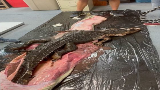 Amid Florida Python Challenge, see video of 5-foot alligator inside Burmese python – MASHAHER