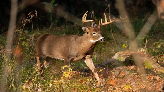 Wisconsin authorities uncover multi-county “large-scale” deer poaching scheme – MASHAHER