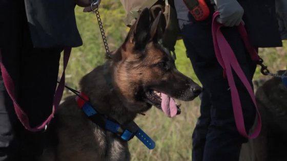 Meet Ukraine’s canine recruits sniffing for landmines – MASHAHER