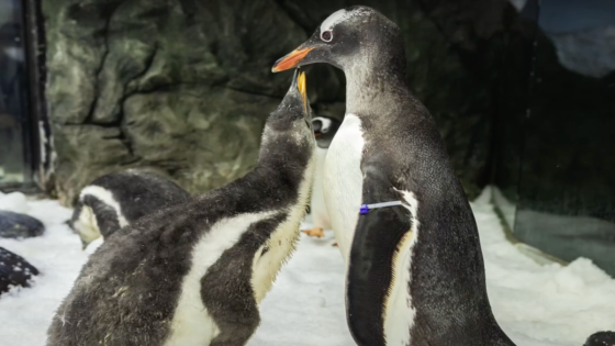 Heartbreak as One Half of Beloved Gay Penguin Couple Dies in Sydney – MASHAHER