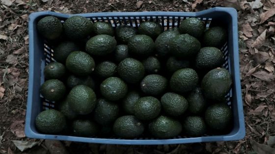 Avocado goldrush links US companies with Mexico’s deforestation disaster – MASHAHER