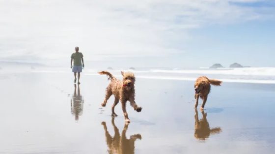 South Carolina Golden Retriever Saves Poodle From Coyote – MASHAHER