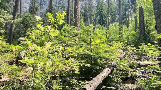 Can you spot the black bear peeking from the forest? – MASHAHER