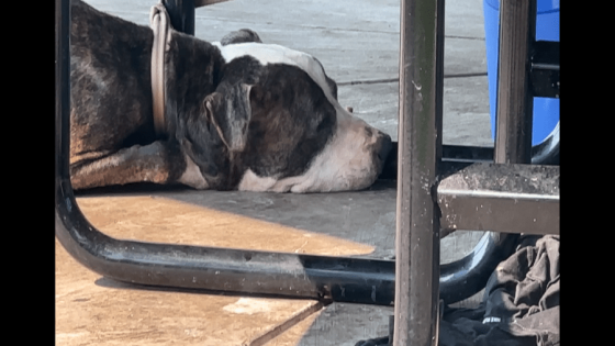 ‘I am a good boy:’ Note left with 17-year-old abandoned dog tied to park table – MASHAHER