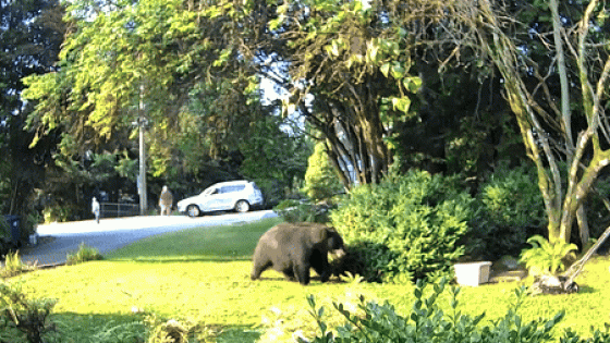 Man Mowing Lawn Alerted by Neighbors as Bear Comes Towards Him – MASHAHER