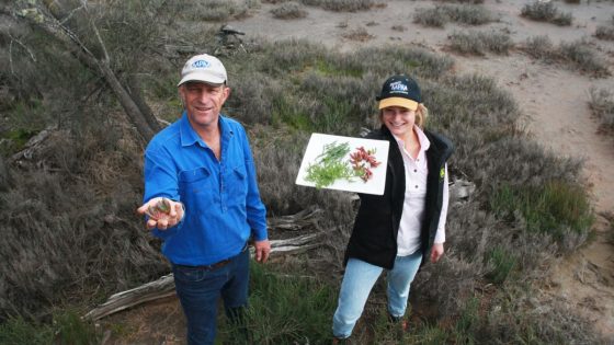 Saline plants manual aims to help Great Southern growers crack the gourmet food market – MASHAHER