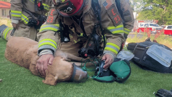 Dogs Treated for Smoke Inhalation After House Fire in Central Colorado – MASHAHER