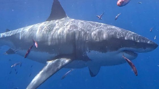 Shark tagger ditches sinking whale but finds ‘giant visitor’ off L.A. – MASHAHER