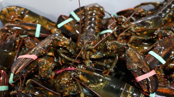 Lobster fishermen say tiny change in legal sizes could disrupt imperiled industry – MASHAHER