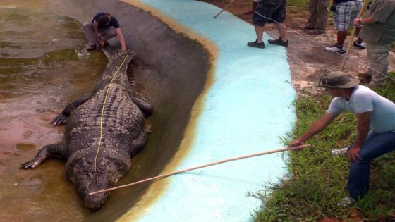 British crocodile expert sentenced for sexually abusing, killing dozens of dogs: Reports – MASHAHER