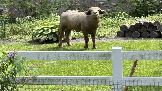 Water buffalo corralled days after it escaped in Iowa suburb and was shot by police – MASHAHER