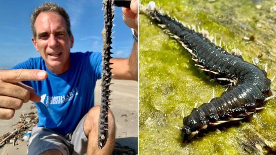 Spiky creatures wash up on Texas beach, described as ‘your worst nightmares’ – MASHAHER