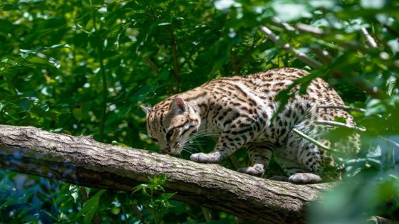 Trail camera captures incredibly rare footage of elusive feline species not seen in decades: ‘Never been recorded’ – MASHAHER