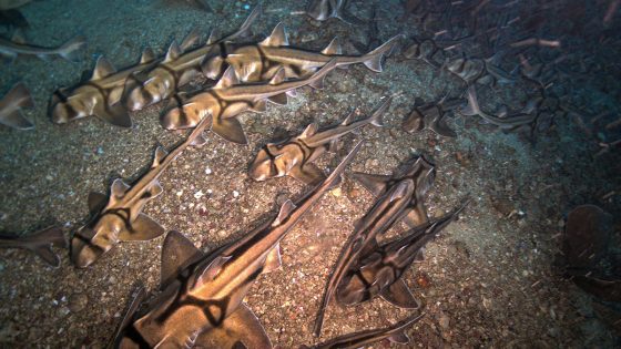 Watch Thousands of Sleeping Sharks Form a “Carpet” on the Ocean Floor – MASHAHER