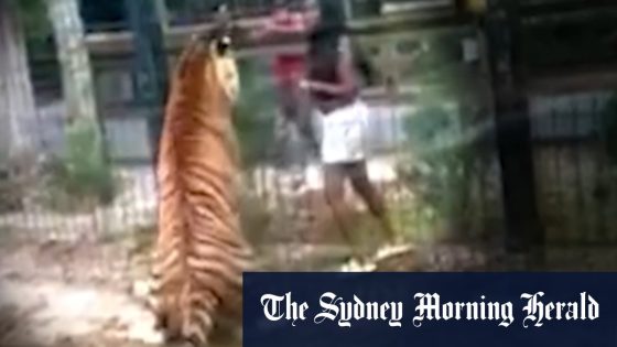 Woman almost bitten by tiger after jumping fence at US zoo – MASHAHER