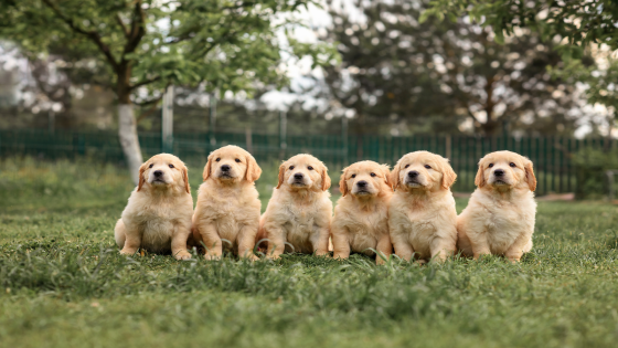 Community Rallies Around 6 Abandoned Golden Retriever Puppies and Changes Lives in 4 Hours – MASHAHER