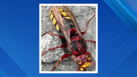 Giant red and yellow hornets spotted in NYC – Are they dangerous? – MASHAHER