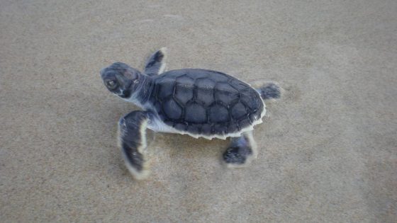 Turtle season Cable Beach vehicle ramp shutdown to be extended permanently – MASHAHER