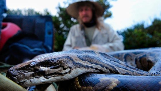 Why state recommends not eating Florida pythons – MASHAHER