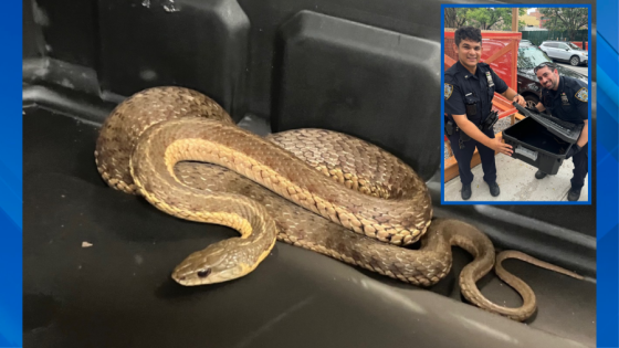 Snake spotted in Manhattan, corralled by officer: NYPD – MASHAHER