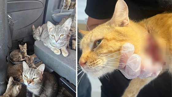 Dozens of cats in Iowa rescued from van amid heat wave after living in ‘heartbreaking’ conditions – MASHAHER