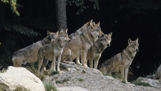 As gray wolves divide conservationists and ranchers, a mediator tries to tame all sides – MASHAHER