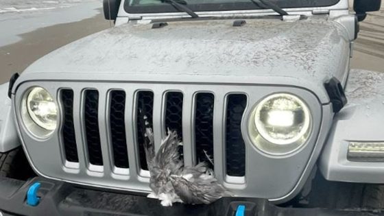 Man ‘intentionally’ runs over and kills flock of 25 seagulls with his jeep at the beach: Police – MASHAHER