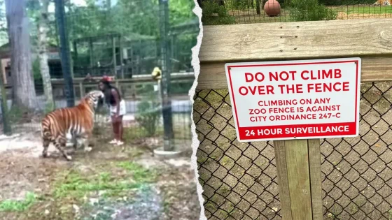 New Jersey woman charged after allegedly hopping fence into tiger enclosure – MASHAHER