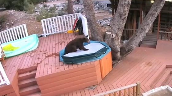 Video shows bear take a dip in a hot tub in California – MASHAHER