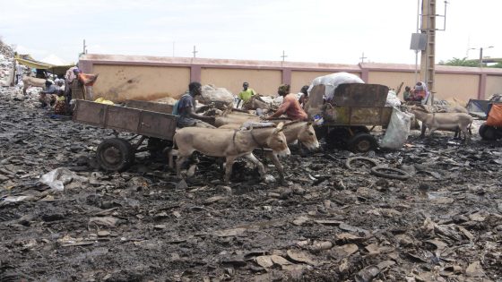 The trash in Mali’s capital is piling up. Donkey carts are coming to help – MASHAHER