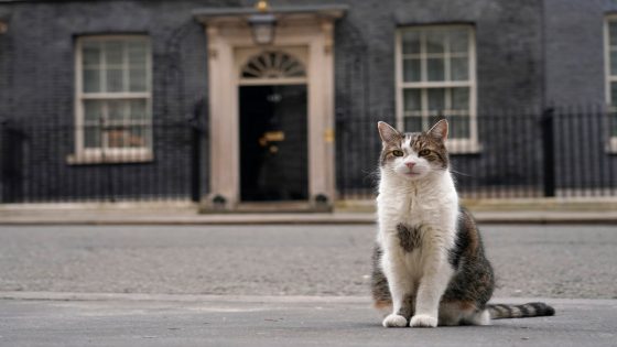 Downing Street draws up plans for announcing death of ‘chief mouser’ Larry the cat – MASHAHER