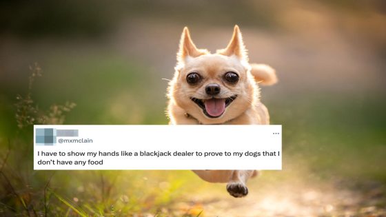 15 Tweets About Pets That Are Pure, Furry Comedy – MASHAHER