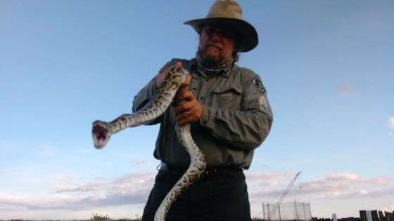 Florida’s Python Challenge is just wrangling snakes for some. But for military vets, it’s a chance to heal – MASHAHER