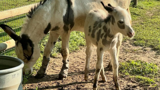 Dakota Zoo Welcomes New Baby Donkey with the Cutest Coloring Pattern – MASHAHER