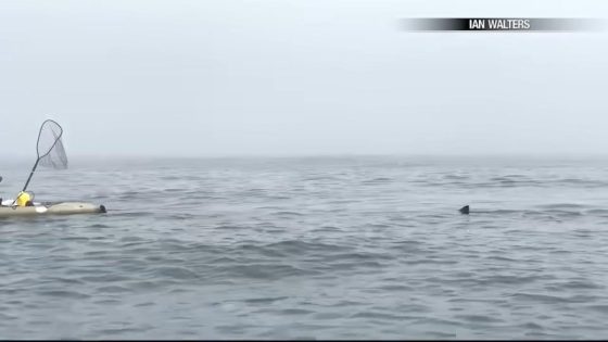 California kayakers’ great white shark encounter caught on camera – MASHAHER