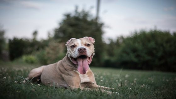 Couple Left Devastated After Trusted Dog Sitter Takes Their Beloved Pit Bull’s Life – MASHAHER