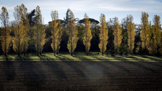 Genetically engineered ‘super wood’ absorbs more carbon and reduces emissions – MASHAHER