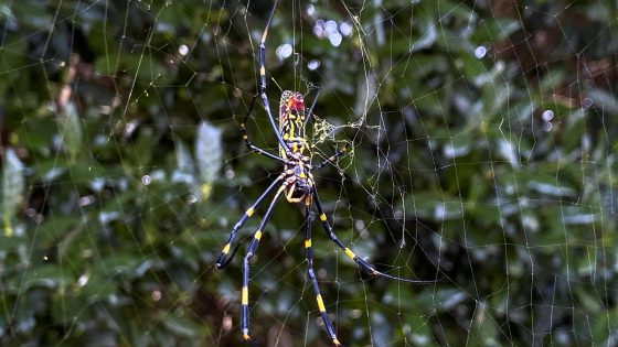 Giant “flying” Joro spiders love big cities. A new study found their ability to chill out in stressful situations may be why – MASHAHER