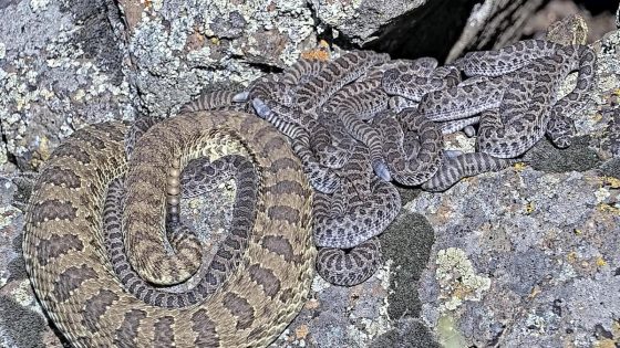 Rattlesnake “mega den” livestream in Colorado reveals hundreds of adults “babysitting” newborns – MASHAHER