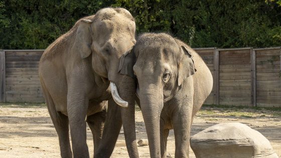 2 elephants at Ohio zoo will welcome calves by the same father – MASHAHER