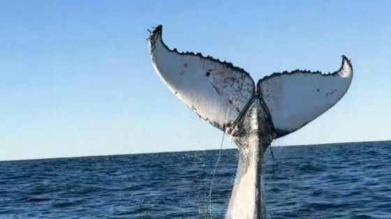 Man in hospital after being slapped in the face by a whale’s tail off the Gold Coast – MASHAHER