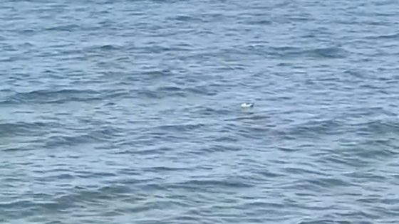 Investigation launched after video appears to show alligator swimming in Lake Erie – MASHAHER