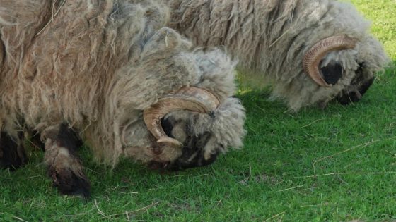 Abandoned Rams Found Wandering in State Park Rescued and Relieved of Massive Fleeces – MASHAHER