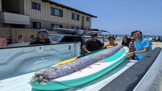 ‘Doomsday fish’ found near La Jolla Shores – MASHAHER