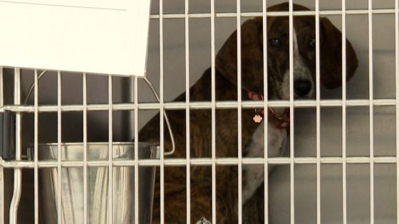 Animal advocates speak out after dogs found in ‘deplorable conditions’ in Lancaster – MASHAHER