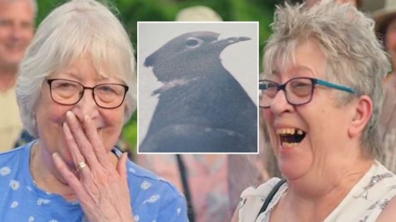 BBC Antiques Roadshow fans ‘cry their eyes out’ as WWII medals given to pigeon slapped with huge price tag – MASHAHER