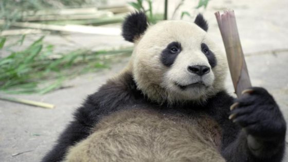 Giant panda diplomacy continues with new couple in SA – MASHAHER