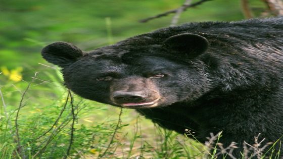 Black bear attacks hiker in Big Cottonwood Canyon, bear euthanized – MASHAHER