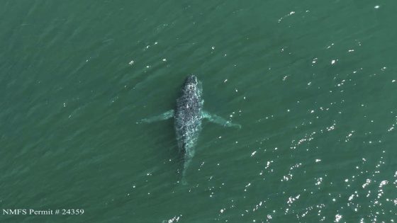 A humpback whale in Washington state is missing its tail. One expert calls the sight ‘heartbreaking’ – MASHAHER