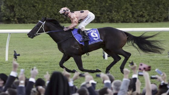 Australian mare Black Caviar, unbeaten in 25 career races, dies – MASHAHER